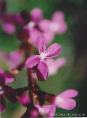 Tasmanian Wildflower Essence, Launceston - Photo 1